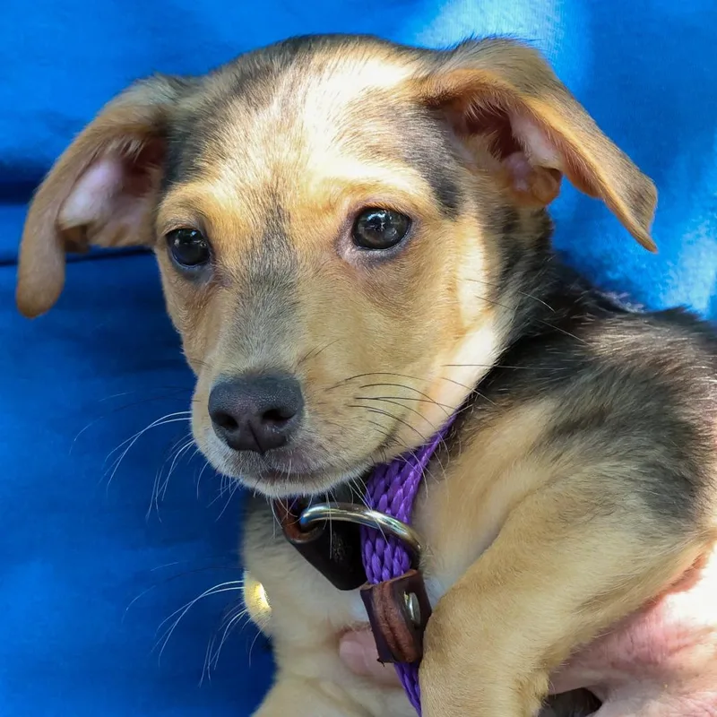 A baby small-sized male Black Dachshund dog named Tad for adoption in Kansas City, MO