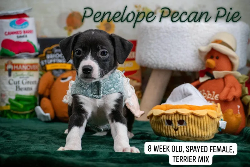A baby medium-sized female Australian Shepherd dog named Penelope Pecan Pie for adoption in Sevierville, TN