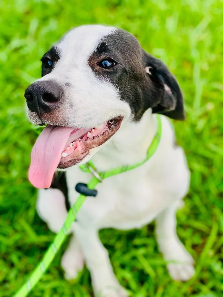 A baby medium-sized female Mixed Breed dog named Lucy Mae for adoption in Chickamauga , GA