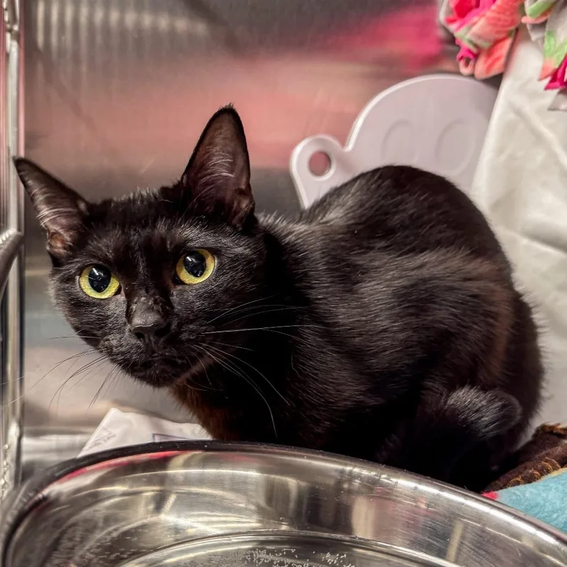 A young medium-sized female Black Domestic Short Hair cat named Lily Bonded with Iris for adoption in Kennebunk, ME