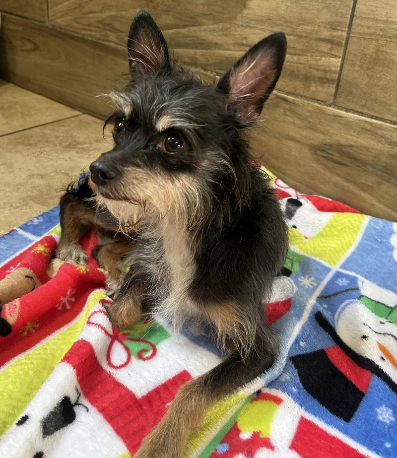 An adult small-sized male Yorkshire Terrier dog named Boots for adoption in Pipe Creek, TX