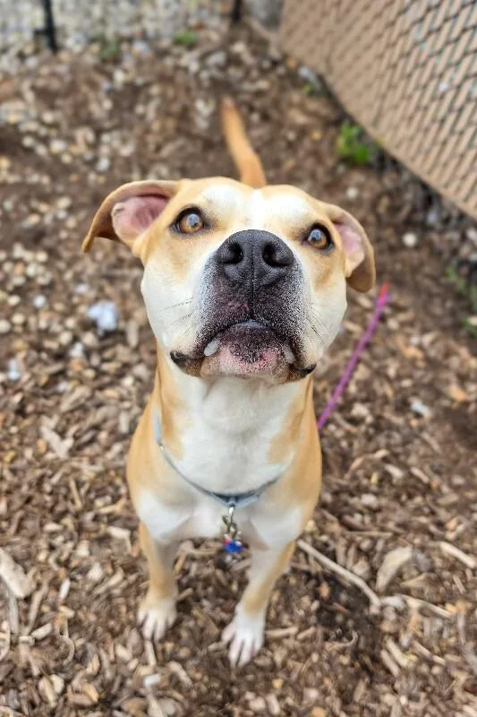 An adult large-sized male Brown / Chocolate Mixed Breed dog named Hunter for adoption in Cincinnati, OH