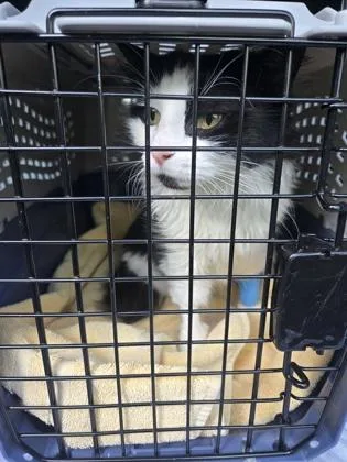 An adult small-sized female Domestic Long Hair cat named Maxine for adoption in Clarks Summit, PA
