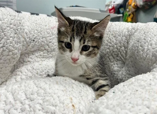 A baby small-sized male Brown / Chocolate Domestic Short Hair cat named Shaggy for adoption in Tavares, FL