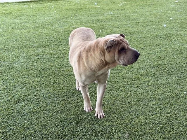 An adult medium-sized female Shar-Pei dog named Mariecurie for adoption in Garland, TX