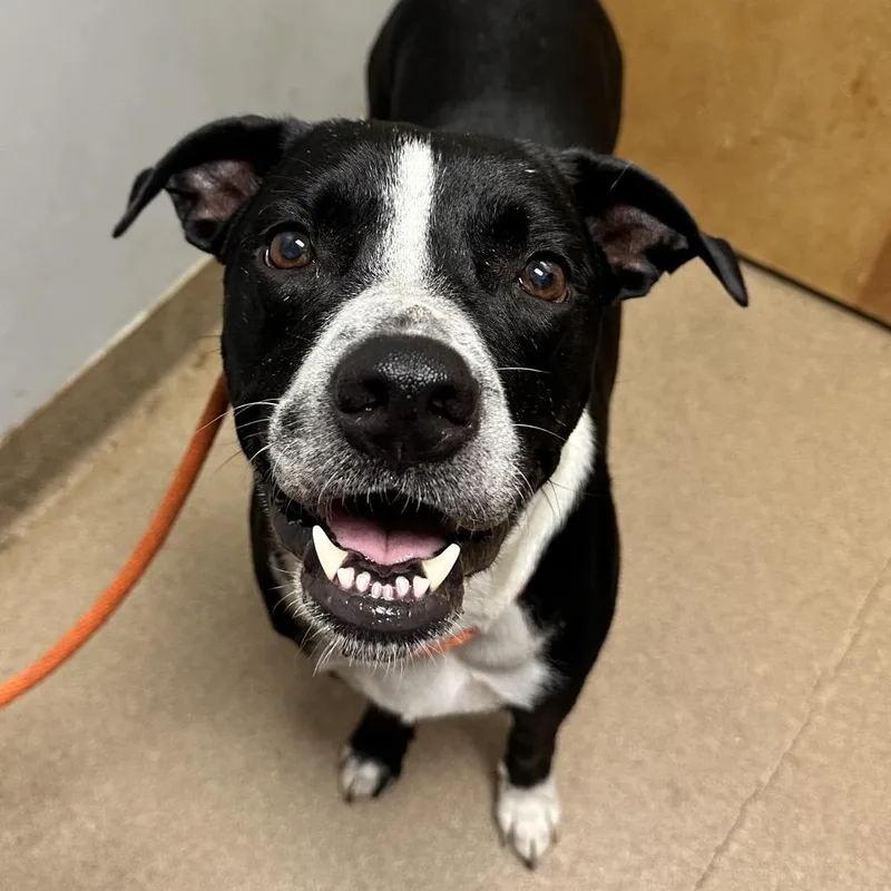 An adult medium-sized male Black Mixed Breed dog named Varsity for adoption in Chattanooga, TN