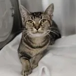 A young medium-sized female Tabby (Gray / Blue / Silver) Domestic Short Hair cat named Betty for adoption in Santa Cruz, CA