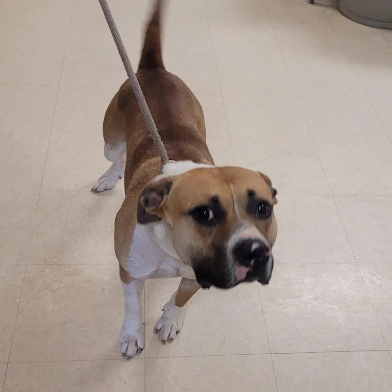 An adult large-sized male Brown / Chocolate Mixed Breed dog named Apollo for adoption in Lake Panasoffkee, FL