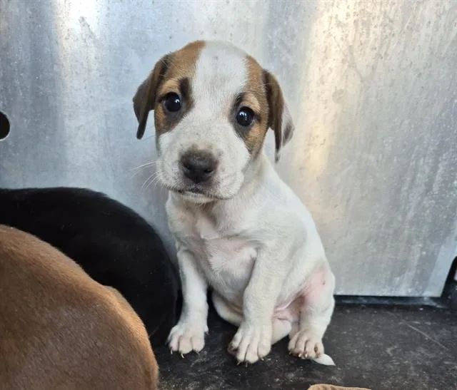 A baby small-sized male Hound dog named Sage for adoption in San Antonio, TX