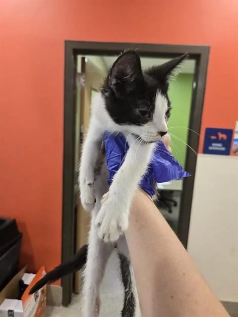 A baby small-sized male Domestic Short Hair cat named A for adoption in Louisville, KY