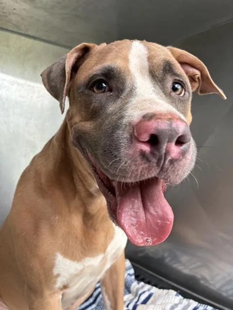 A young large-sized female Pit Bull Terrier dog named Maria for adoption in Fort Myers, FL