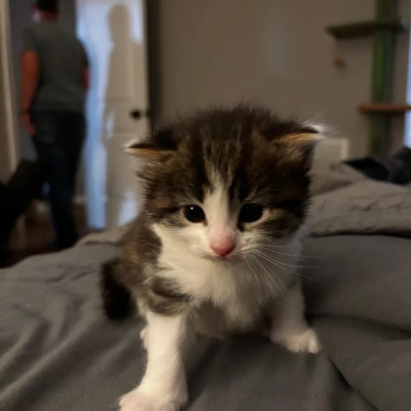 A baby small-sized female Gray / Blue / Silver Domestic Short Hair cat named Gelato for adoption in Chapel Hill, NC