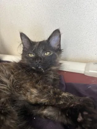 A baby small-sized female Domestic Long Hair cat named Bumi I AM for adoption in East Brookfield, MA