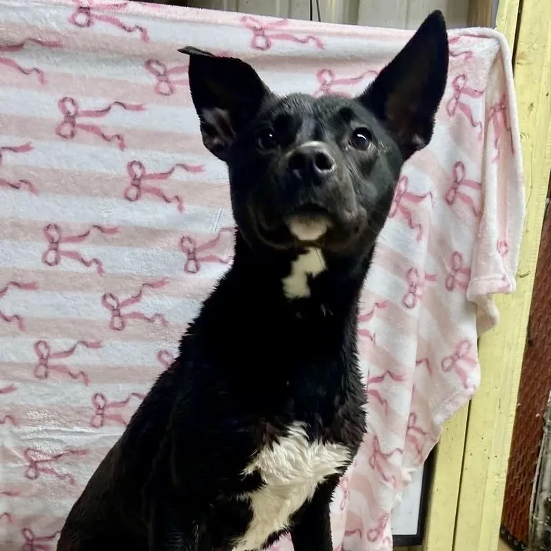 A young medium-sized female Black Mixed Breed dog named Infinity for adoption in Natchitoches, LA