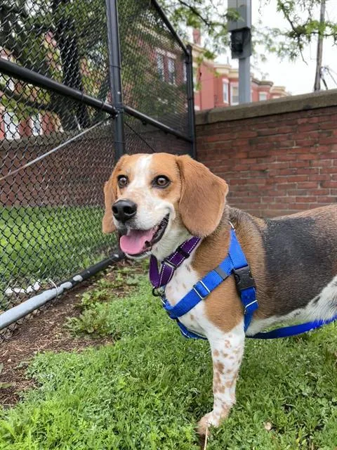 An adult medium-sized male Beagle dog named Shine for adoption in Boston, MA