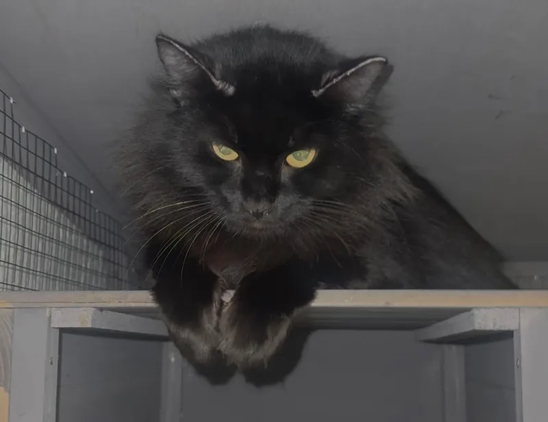 An adult small-sized female Black Ragdoll cat named Godiva for adoption in Palm City, FL