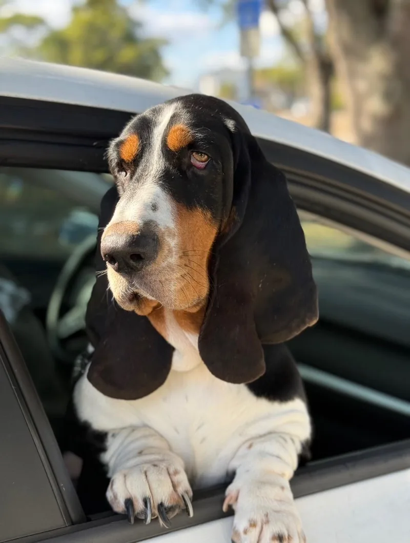A young medium-sized male Tricolor (Brown, Black, & White) Basset Hound dog named Blue for adoption in Auburndale, FL