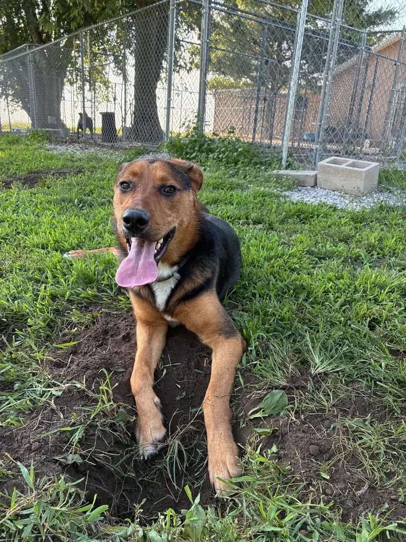 Duke