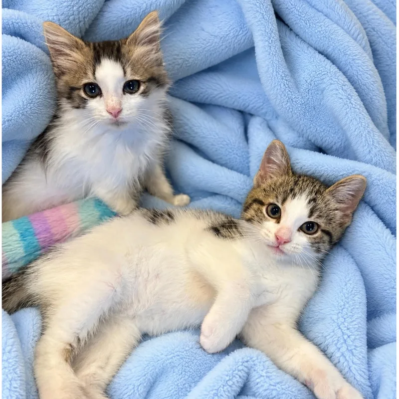 A baby medium-sized male Tabby (Buff / Tan / Fawn) Domestic Short Hair cat named Fish & Chips for adoption in Lemoyne, PA