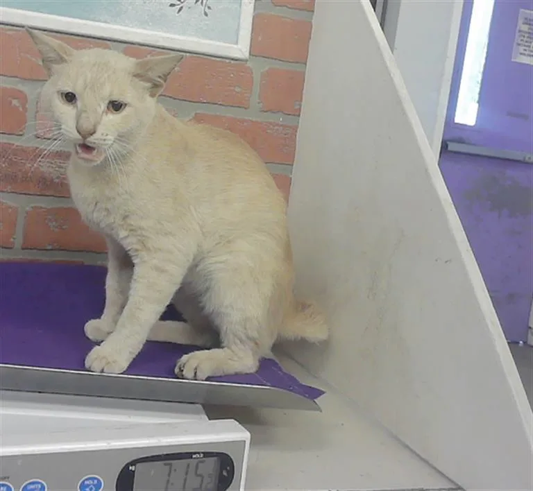 An adult medium-sized male Domestic Short Hair cat named Mango for adoption in Houston, TX