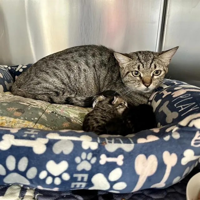A young small-sized female Domestic Short Hair cat named Gerrdi for adoption in Riverside, CA