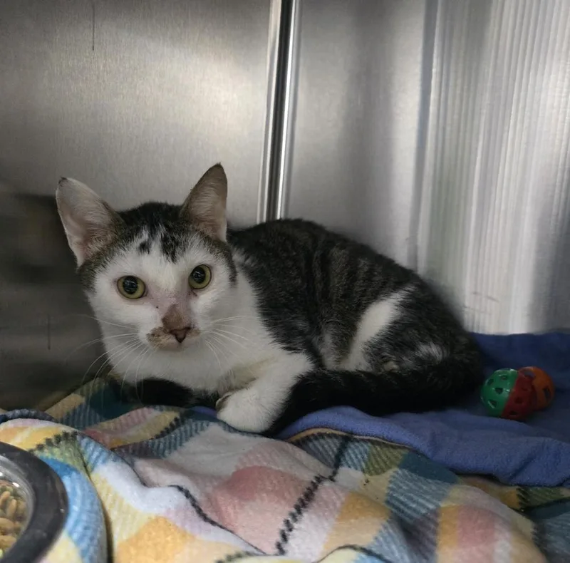 An adult large-sized male Domestic Short Hair cat named Neville for adoption in Dickson, TN