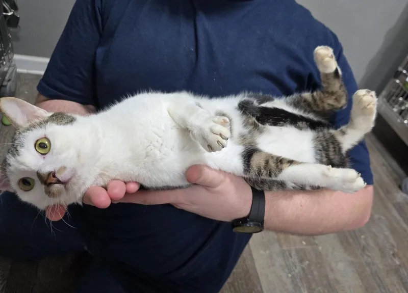 Neville thumbnail 2
