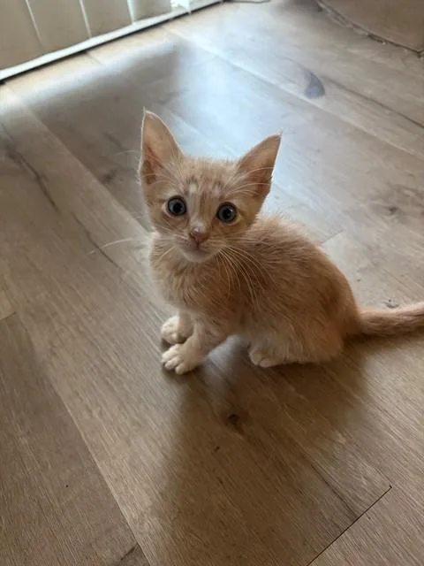 A baby small-sized male Domestic Short Hair cat named Gus for adoption in Ontario, CA
