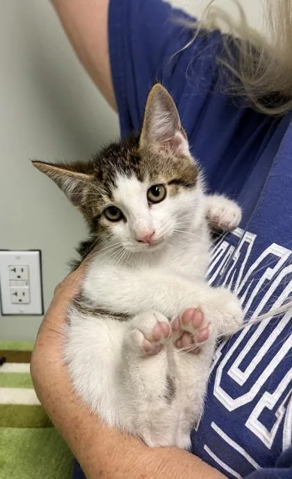 A baby medium-sized male Domestic Short Hair cat named Doodle for adoption in Picayune, MS