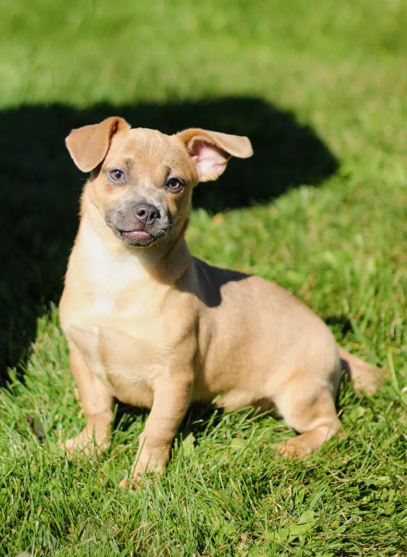 A young small-sized female Puggle dog named Guppy for adoption in Battle Creek, MI