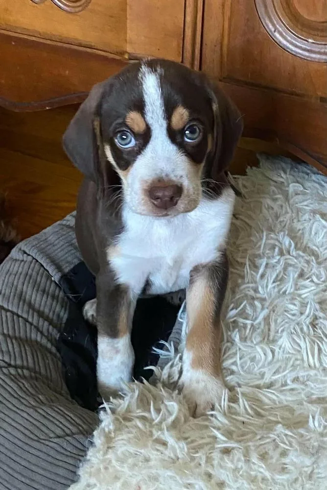 A baby small-sized female Tricolor (Brown, Black, & White) Beagle dog named Peachy for adoption in Pottstown, PA