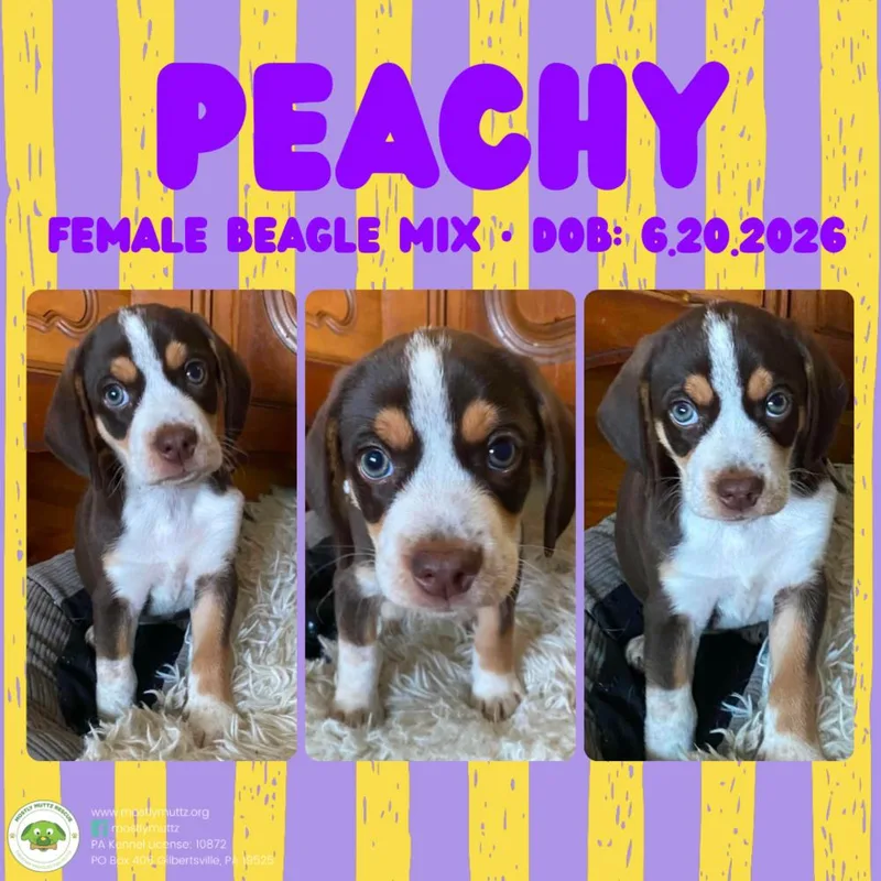 Peachy thumbnail 4