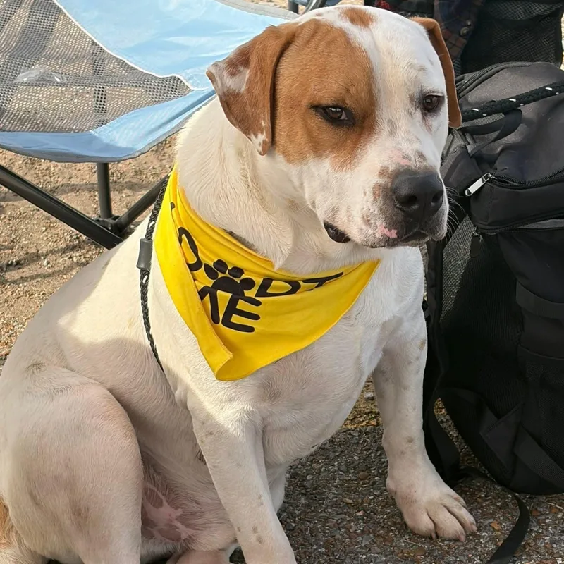 A young medium-sized male White / Cream Pit Bull Terrier dog named Peter for adoption in Greenfield, TN