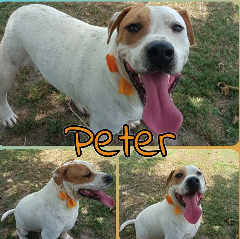 Peter thumbnail 2