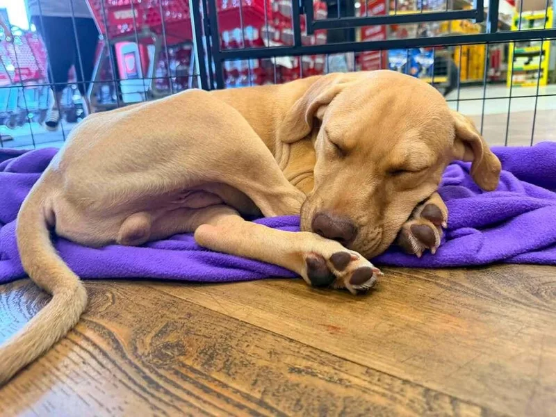 A baby large-sized male Brown / Chocolate Staffordshire Bull Terrier dog named Hermey for adoption in Troy, AL