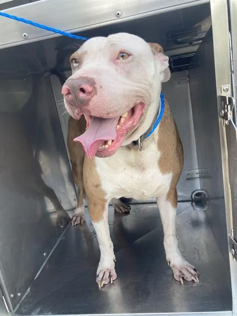 An adult medium-sized male Mixed Breed dog named Freeway for adoption in Dallas, TX