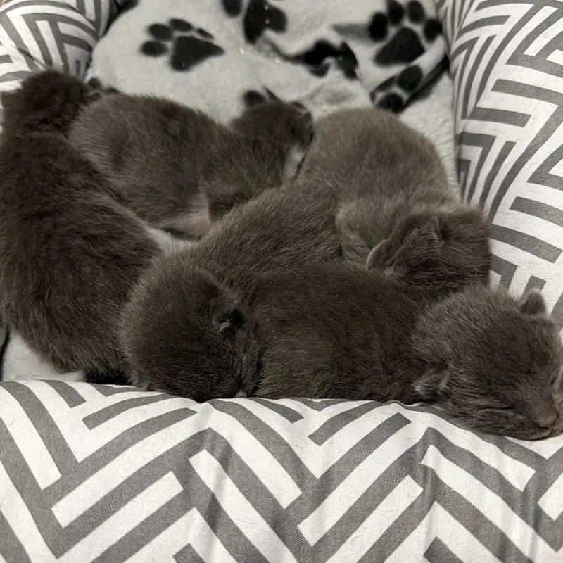 A baby small-sized female Gray / Blue / Silver Domestic Short Hair cat named Storm for adoption in Oceanside, NY