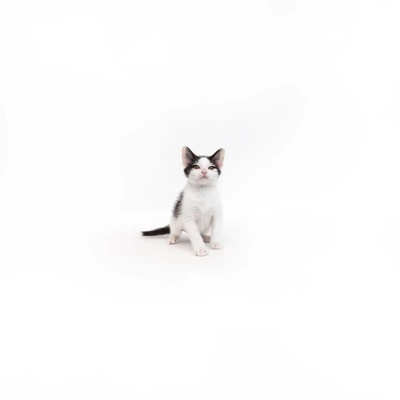A baby small-sized male Gray / Blue / Silver Domestic Short Hair cat named Melba for adoption in Playa Vista, CA