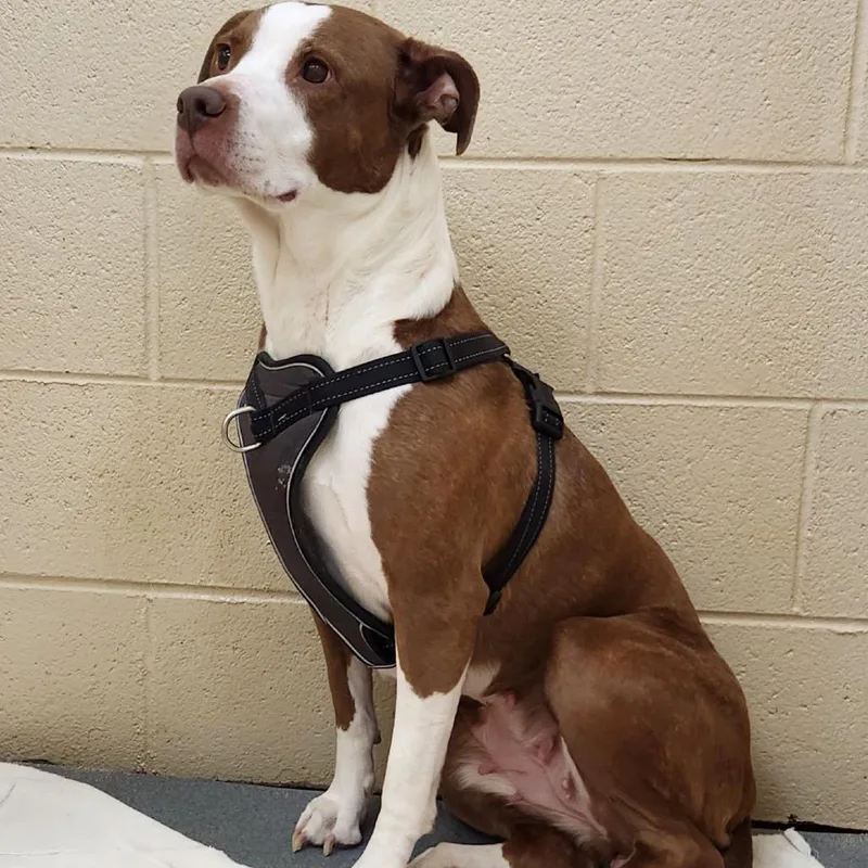 A young large-sized female Mixed Breed dog named Grace for adoption in Winston-Salem, NC