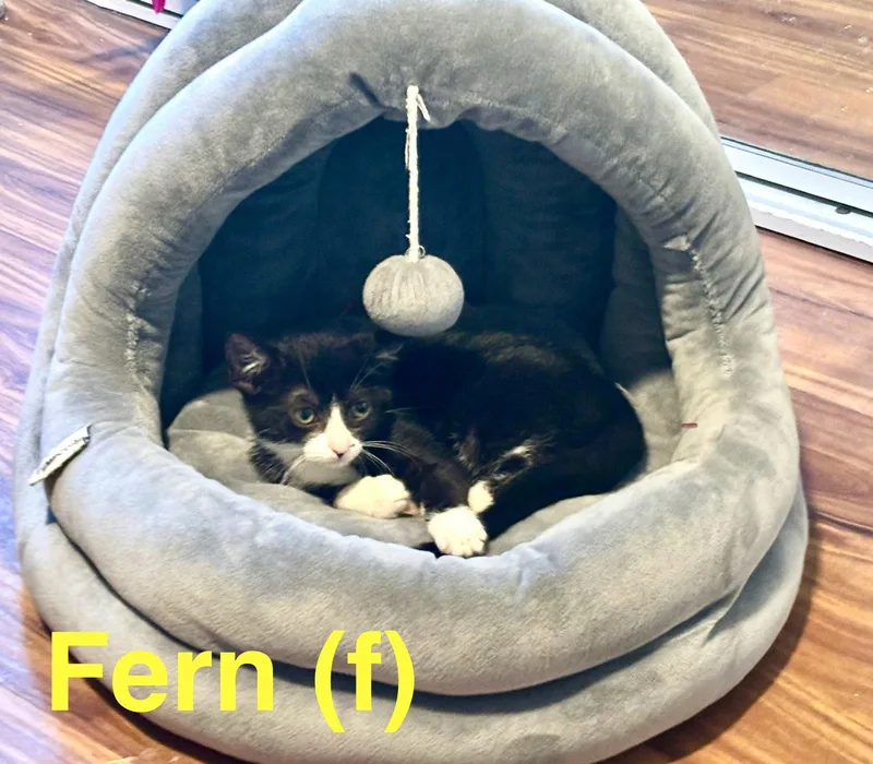 Fern thumbnail 2