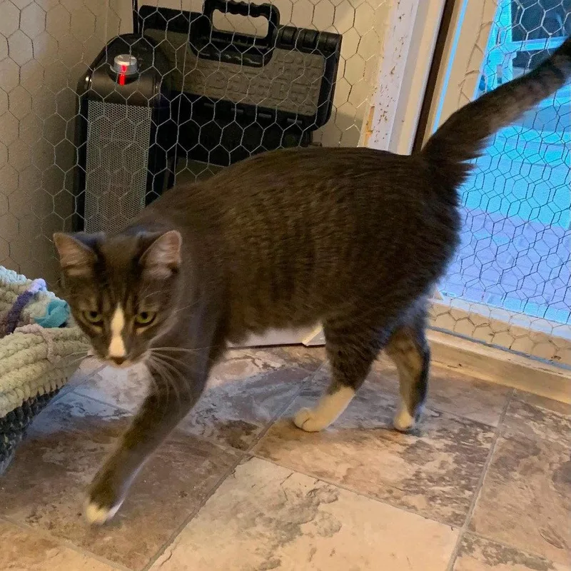 An adult medium-sized male Domestic Short Hair cat named Jalapeno for adoption in Evergreen, CO