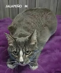 Jalapeno thumbnail 2