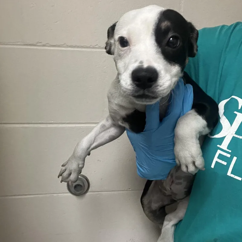 A baby medium-sized female White / Cream Labrador Retriever dog named Popcorn for adoption in Lakeland, FL
