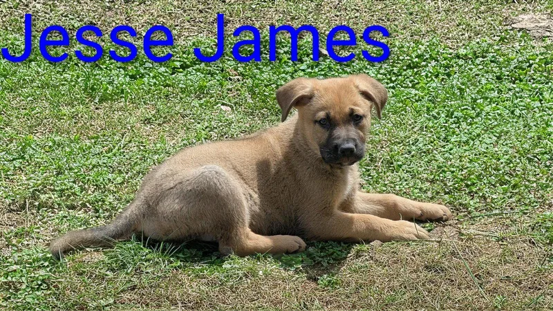 A baby medium-sized male Shepherd dog named Jesse James for adoption in Salt Lake City, UT
