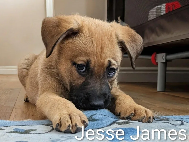 Jesse James thumbnail 3