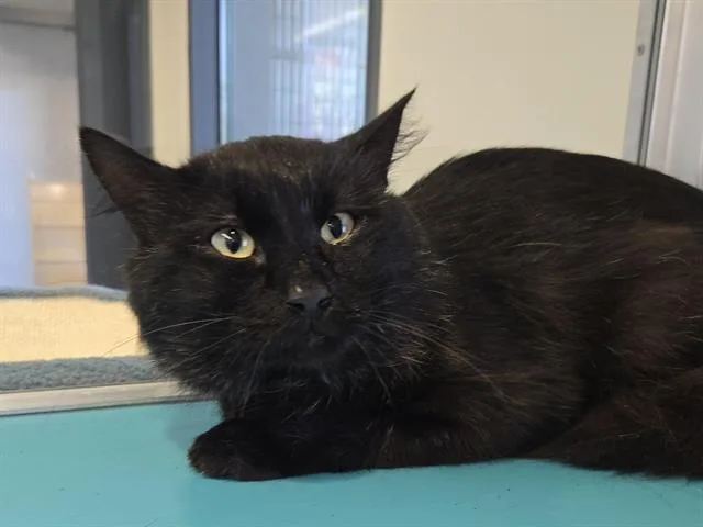 A baby large-sized male Domestic Long Hair cat named Sir Winslow for adoption in Auburn, CA