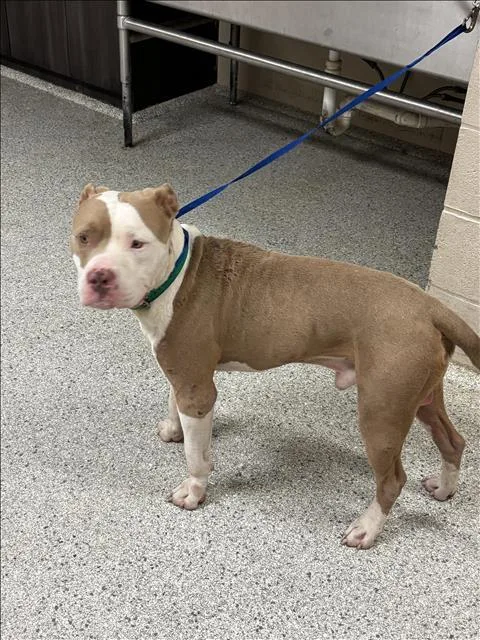 A young large-sized male Pit Bull Terrier dog named Rhodey for adoption in Conroe, TX