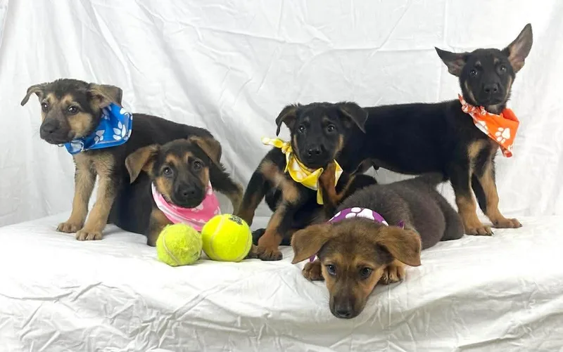 A baby medium-sized male German Shepherd Dog dog named Brownie Gs for adoption in Allen, TX
