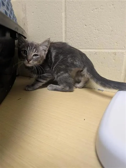 A baby small-sized male Domestic Short Hair cat named Waka Flocka for adoption in Sacramento, CA