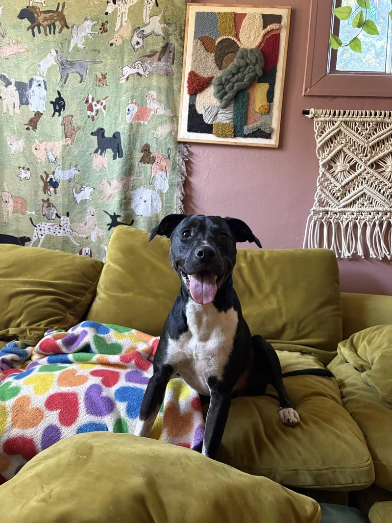 A young medium-sized female Labrador Retriever dog named Rhamona for adoption in Salt Lake City, UT